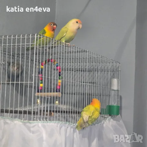 Продавам папагали , снимка 4 - Папагали - 56070155