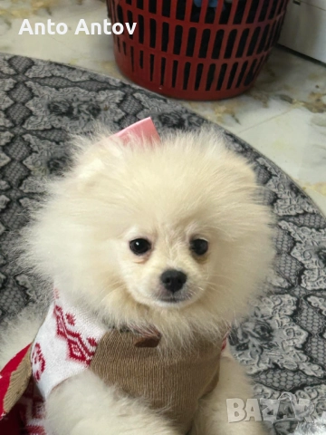 Померан женско, снимка 4 - Померан - 52909840