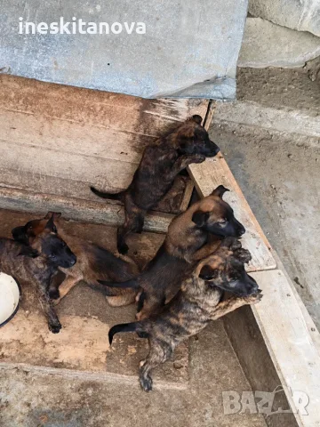 🐕 ПРОДАВАТ СЕ КУЧЕНЦА МАЛИНОА 🐕, снимка 10 - Белгийска овчарка - 56230855