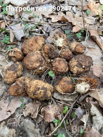 Змийска хурка