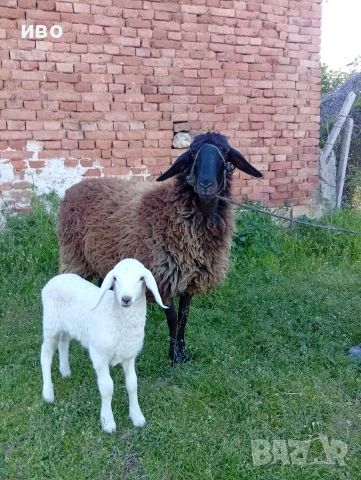 овце, снимка 4 - Овце - 54346374