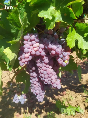 Продавам грозде, снимка 2 - Домашни продукти - 55781129