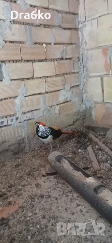 Диамантени фазани