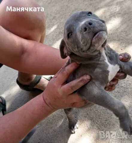 Продажба на кученца , снимка 3 - Други - 56448085