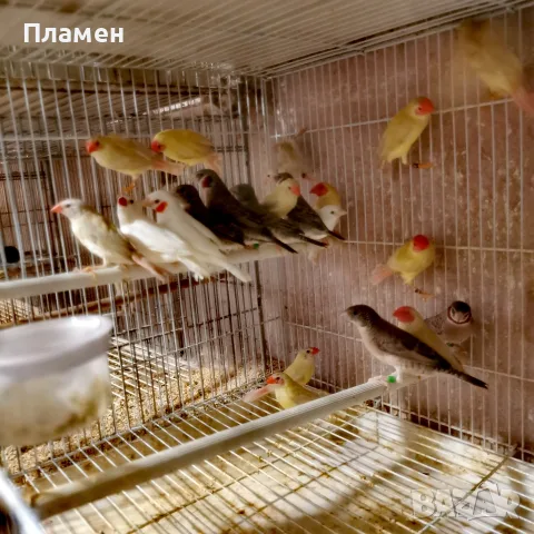 Амадини Амадини , снимка 2 - Амадини - 56376635