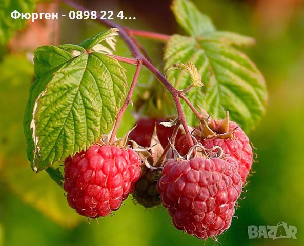 Дива малина - Rubus idaeus, снимка 3 - Разсади - 37336765
