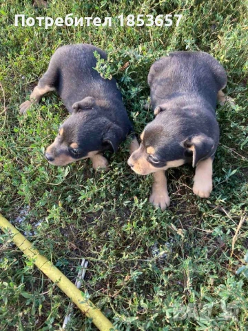 Продавам чистокръвни пинчери, снимка 1