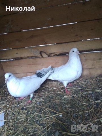 Продавам гълъби бемкалий палбелий поморийски пазарджишки млади бели гълъби за свадба, снимка 4 - Гълъби - 33750811