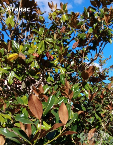 Магнолия бяла голям цвят., снимка 3 - Градински цветя и растения - 52926902