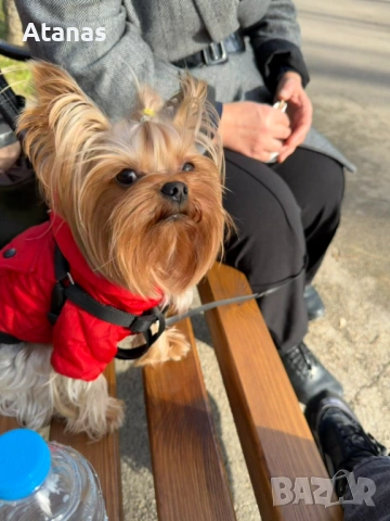 Йоркширски териер - йорки, снимка 5 - Йоркширски териер - 53373659