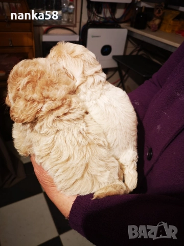 Продавам малтипу, снимка 2 - Болонка - 52966209