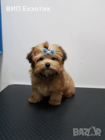 ПРОДАВА МАЛТИПУ