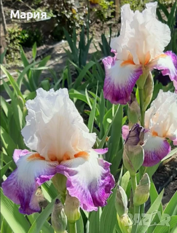Сортови вискоки ириси /брадати ириси/обикновенни ириси, снимка 11 - Градински цветя и растения - 50578301