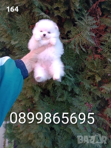 Бели женски Померани. Реални снимки от 15.12.25 г. 