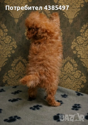 Кученца Пудел мъжко, снимка 3 - Пудели - 53232379