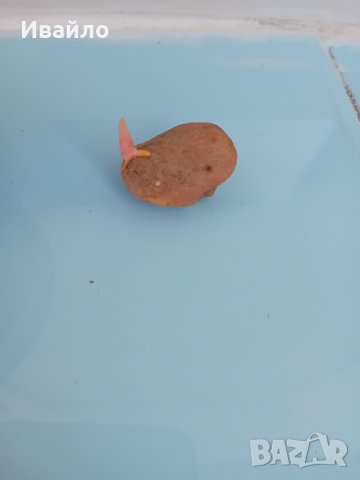 Ferraria crispa - Ферария криспа, снимка 2 - Стайни растения - 42791315