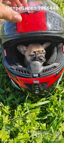 Две мъжки и 1 женско мини чихуахуа.С първа ваксина и паспорт!