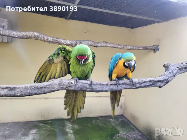 Двойка ари, снимка 3 - Папагали - 48889147