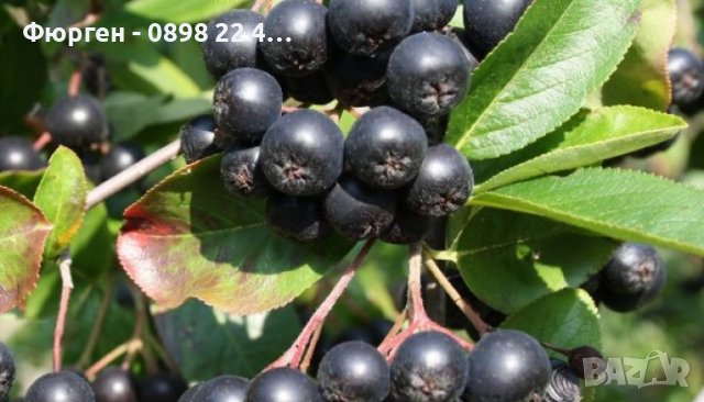 Арония - Растение  Цена за 1бр 9лв При покупка на 3 броя 1 брой подарък., снимка 2 - Разсади - 38164455