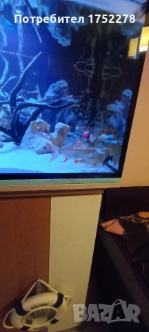 Bardo tinfoil tamanho 15+ см. 80лв., снимка 4 - Рибки - 52595747