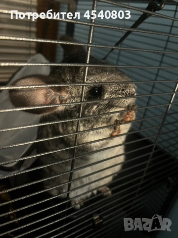 Продавам женска чинчила.