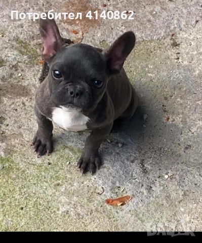 Френски Булдок на 6 месеца
