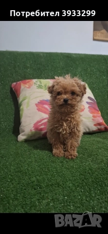 Той пудел момиче пуделче