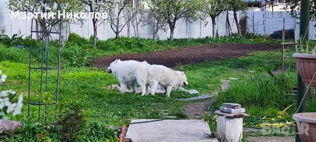 Предлагам две прекрасни женски кученца от породата Самоед, снимка 5 - Самоед - 55746607