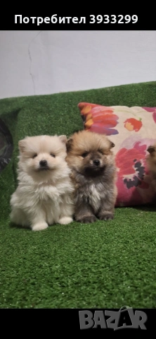 Померан мини померанчета, снимка 9 - Померан - 53930972