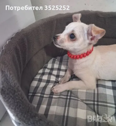 ЧИХОПИНЧЕР  МОМИЧЕ НА 3- М.  С 2- ВАКСИНИ  И ПАСПОРТ !, снимка 16 - Пинчер - 56160461