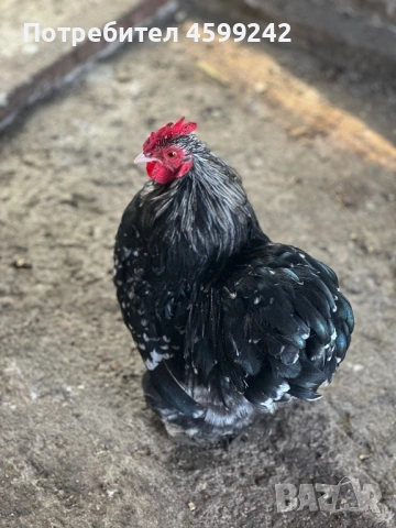 Продавам мини кохин млади петлета , снимка 2 - Кокошки и пуйки - 54077877