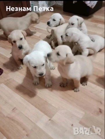 лабрадор ретривър, снимка 2 - Лабрадор ретривър - 53998654