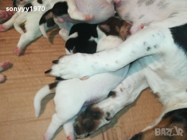 ДЖАК РЪСЕЛ-СЛАДКИ КУЧЕНЦА 2208251803, снимка 18 - Джак ръсел териер - 51456533