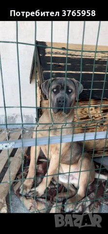 Кане корсо с родословие, снимка 3 - Кане корсо - 54014122