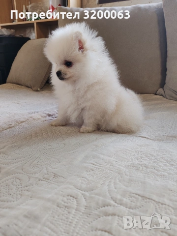 Померан мини мъжко , снимка 6 - Померан - 53986008