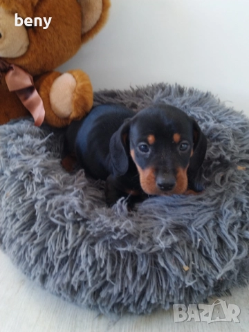 Мъжко Дакелче