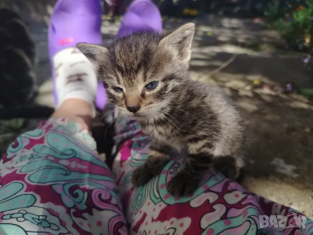 5 сладки бебенца котенца, снимка 6 - Други - 56375049