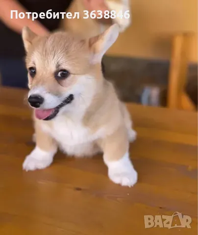 Уелско корги