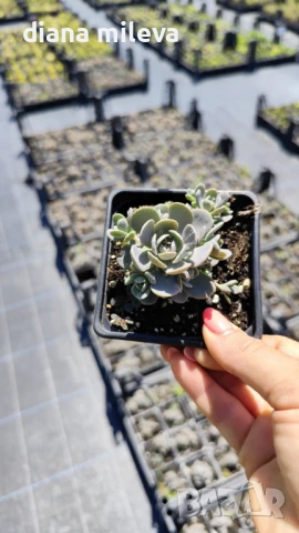 Седум Оростахис, Китайска шапка, Orostachys ‘Chinese Hat', снимка 13 - Градински цветя и растения - 51397227