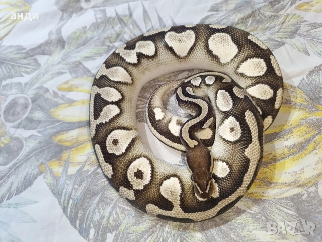 мъжки кралски питон Mojave orange dream pastel, снимка 2 - Змии - 52985615