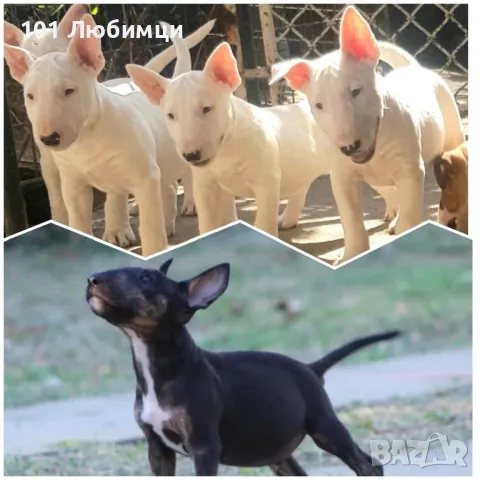 Мини Бултериери, снимка 2 - Бултериер - 47449521