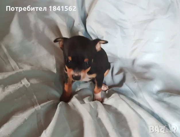 Продава се женски пинчер , снимка 6 - Пинчер - 56520624