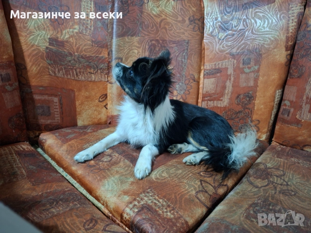 Мъжки чихуахуа търси женска, снимка 12 - Чихуахуа - 52471162