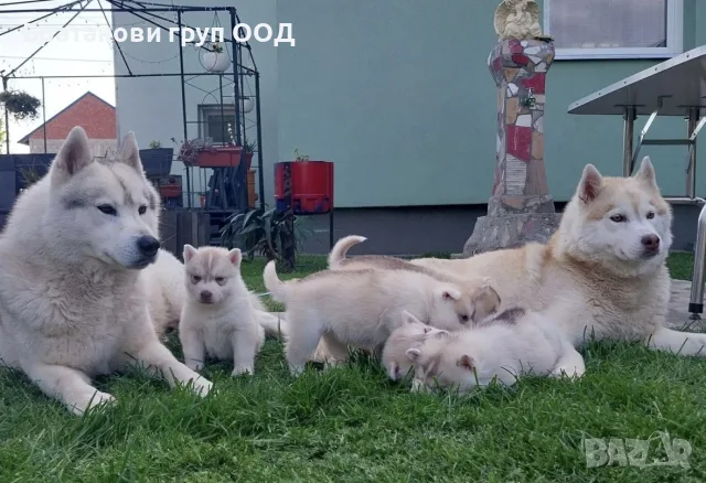 Сибирско Хъски с родословие, снимка 4 - Хъски - 56113478
