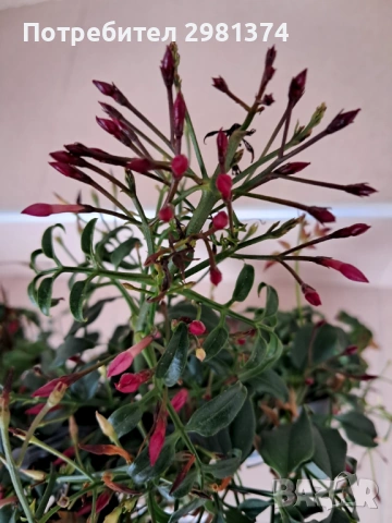 Ароматен розов жасмин, снимка 2 - Стайни растения - 54216836