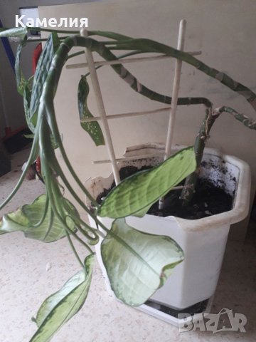 Дифенбахия - стайно растение в саксия, снимка 1 - Стайни растения - 34558241