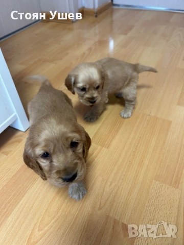 Кокер шпаньол , снимка 11 - Кокер шпаньол - 53218651