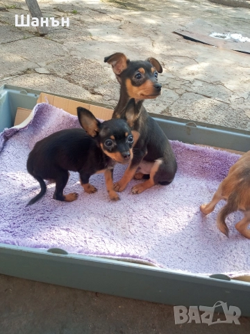 Продавам пинчери, снимка 15 - Пинчер - 52624873