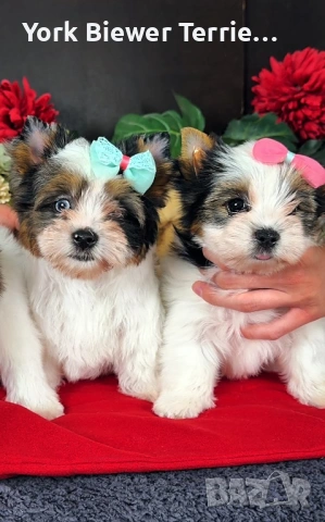 Йоркширски Териер! Бебета с родословие за деца и възрастни!