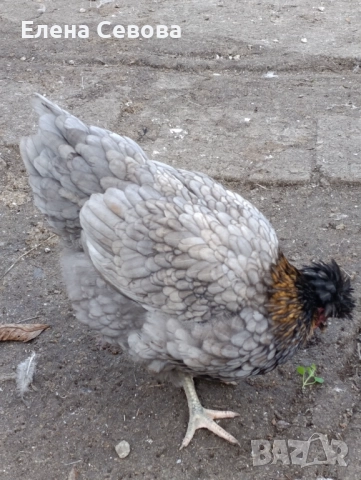 Оплодени яйца от светъл съсекс, голошийки и качулати , снимка 4 - Кокошки и пуйки - 52790436